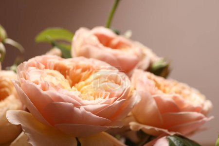 Téléchargez les photos : Gros plan de roses roses dans la lumière du soleil du matin - en image libre de droit