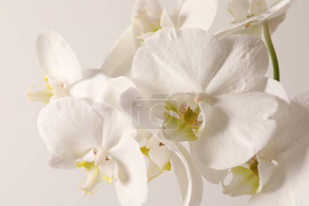 Foto de Flor de orquídea blanca de cerca sobre fondo blanco - Imagen libre de derechos