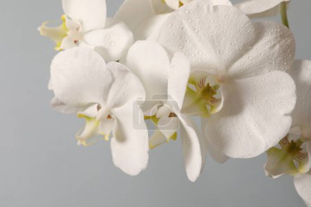 Foto de Orquídea blanca sobre blanco - Imagen libre de derechos