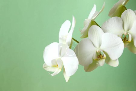 Photo for White orchid on colored background - Royalty Free Image