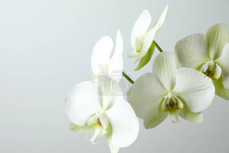 Photo for White orchid on gray background - Royalty Free Image
