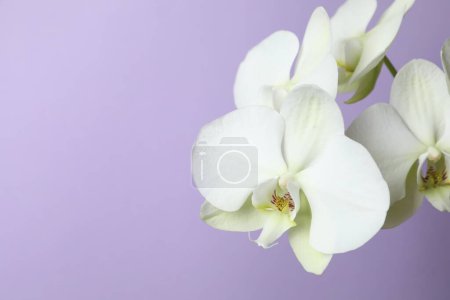 Photo for White orchid on color background - Royalty Free Image