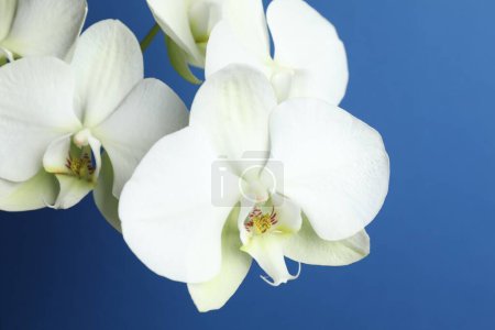 Photo for White orchid on color background - Royalty Free Image