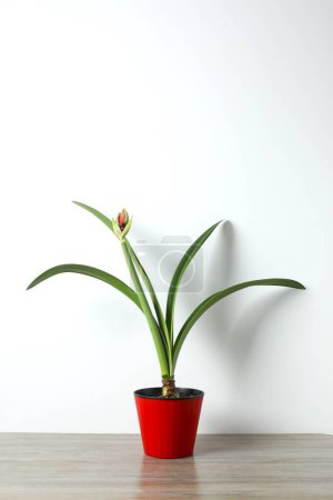 Plante d'intérieur en fleurs Amaryllis avec bourgeon rouge sur fond blanc