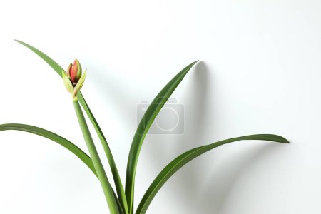 Blühende Zimmerpflanze Amaryllis mit roter Knospe auf weißem Hintergrund