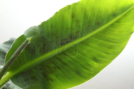 Les feuilles de palmier vert se rapprochent. Feuillage de plantes tropicales à texture visible