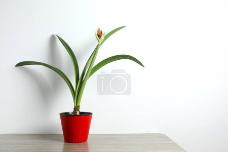 Blühende Zimmerpflanze Amaryllis mit roter Knospe im Topf auf dem Tisch