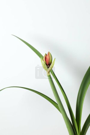 Blooming houseplant Amaryllis with red bud on white background