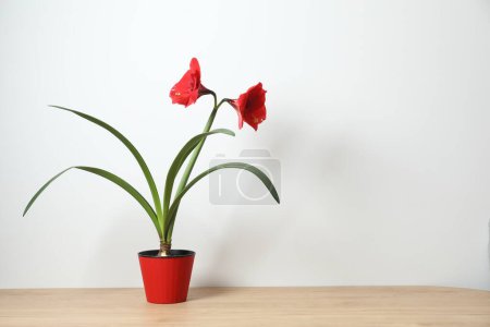 Blooming houseplant Amaryllis with red bud in a pot on a table
