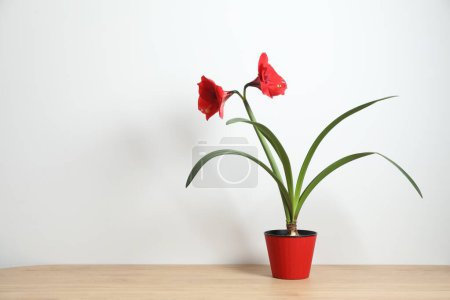 Blühende Zimmerpflanze Amaryllis mit roter Knospe auf weißem Hintergrund