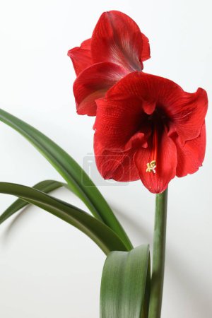 Blooming houseplant Amaryllis with red bud on white background