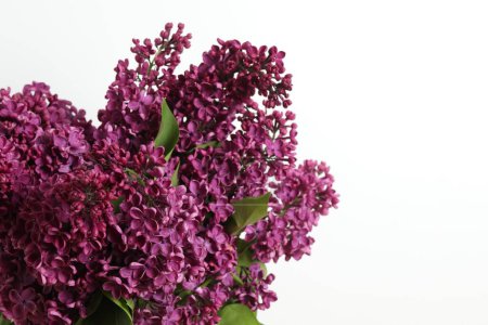 Close-up: purple large blossoms of liliac on light background 