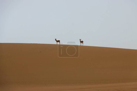 Téléchargez les photos : Un couple de springboks debout sur une dune silhouette lointaine dans le désert - en image libre de droit