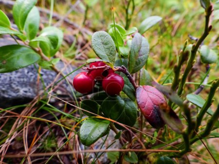 Ripe lingonberry in the forest on a rainy day.
