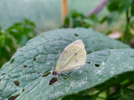 Téléchargez les photos : Parasite Mouche blanche de serre (Trialeurodes vaporariorum) sur les feuilles d'aubergine - en image libre de droit