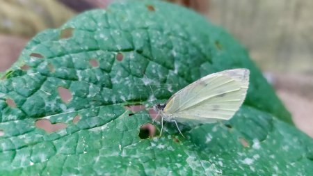 Foto de Plaga Invernadero mosca blanca (Trialeurodes vaporariorum) sobre las hojas de berenjena - Imagen libre de derechos
