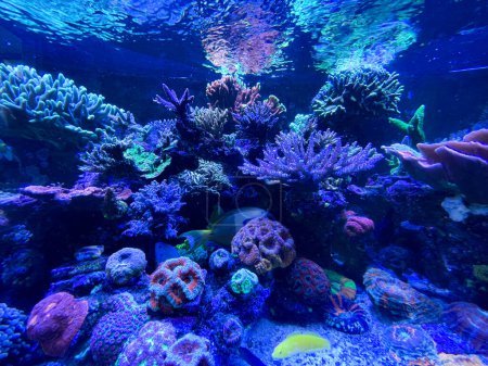 Korallen und Anemonen im Aquarium von Korallenriffen mit Fischen
