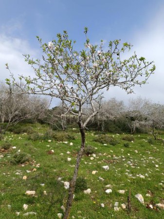 The almond tree, resplendent with white blossoms, signals springs arrival in a dance of delicate petals against the verdant backdrop. 