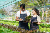 Businessperson or farmer checking hydroponic soilless vegetable in nursery farm. Business and organic hydroponic vegetable concept. Poster #648438136