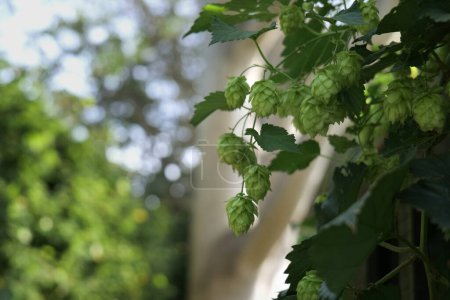 Photo for A close up of lush green hop cones growing on a vine, with shallow depth of field. - Royalty Free Image