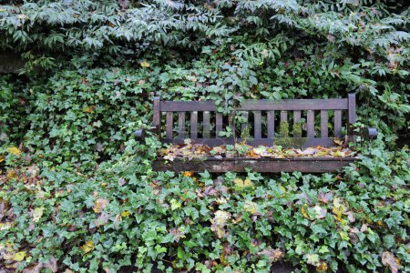 Photo for A park bench is nearly completly overgrown by lush green encrouching ivy. Photo shot on a rainy day, the bench and surrounding vegetation are wet and damp. - Royalty Free Image