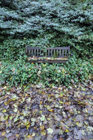 Photo for A park bench is nearly completly overgrown by lush green encrouching ivy. Photo shot on a rainy day, the bench and surrounding vegetation are wet and damp. - Royalty Free Image