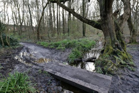 Wooden plank bridge over ditch in woodland. The surrounding ground is wet, muddy and boggy.
