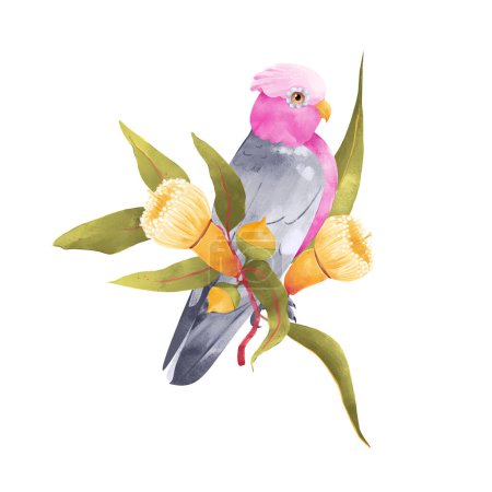 Pink cockatoo Galah parrot with Gum tree yellow flower and green leaves isolated on white background. Australian tropic bird cute hand drawn illustration
