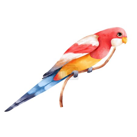 Rosella parrot. Australia tropic color bird illustration isolated on white background