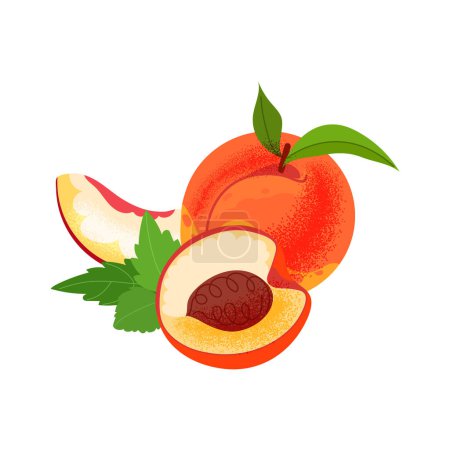 Ilustración de Melocotones, fondo blanco aislado entero y rebanado. Verano fruta vector ilustración plana - Imagen libre de derechos