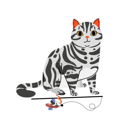 Illustration for American Shorthair cat breed with toy isolated on white background. Pet animal vector character flat illustration - Royalty Free Image
