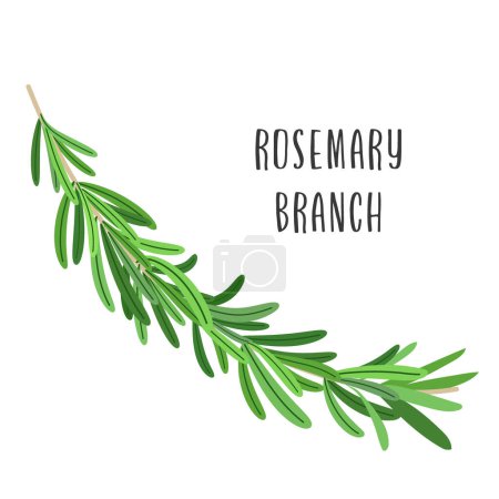 Illustration for Fresh rosemary sprig isolated on white background. Vector illustration - Royalty Free Image
