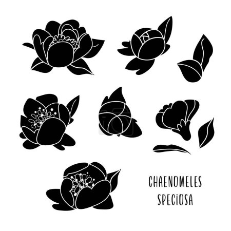 Illustration for Japanese quince black flowers vector set isolated on white background. Single flowering quince suitable for unique arrangement. Spring silhouette modern illustration - Royalty Free Image
