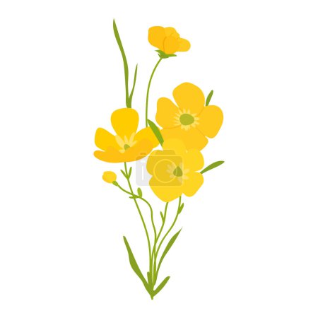 Yellow buttercups with green leaves, field flowers, vector wild plants on white background. Spring summer floral elements, cute hand drawn botanical illustration