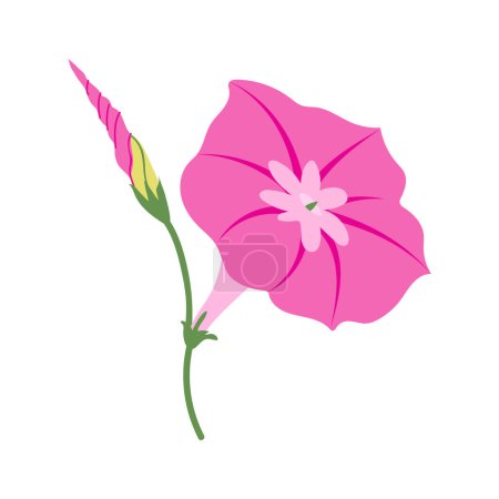 Morning glory (Ipomoea) pink flower isolated on white background. Hand drawn vector summer garden plant illustrations