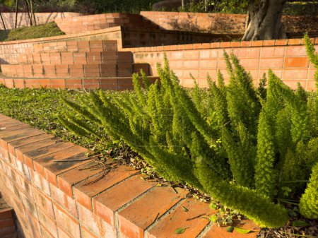 Téléchargez les photos : Plantes vertes et murs de briques rouges, printemps, après-midi, soleil - en image libre de droit