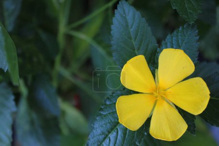 Foto de Flores amarillas de la especie vegetal Turnera ulmifolia - Imagen libre de derechos