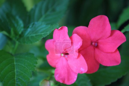 Foto de Flores rosadas de la especie vegetal Turnera ulmifolia - Imagen libre de derechos
