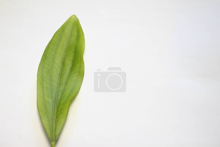 Photo for Leaves of the Echinodorus sp plant with a white background - Royalty Free Image