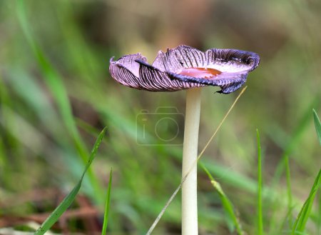 Photo for Mushrooms that grow spontaneously in nature become food for natural life - Royalty Free Image