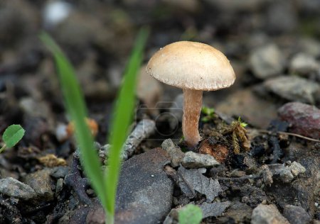 Photo for Mushrooms that grow spontaneously in nature become food for natural life - Royalty Free Image
