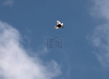 Téléchargez les photos : Colombe volage descendant du ciel - en image libre de droit