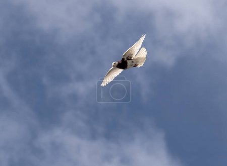 fickle dove descending from the sky