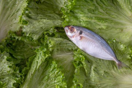 Téléchargez les photos : Gros plan sur le poisson cru frais sur la feuille de laitue croustillante en résolution 4K - en image libre de droit