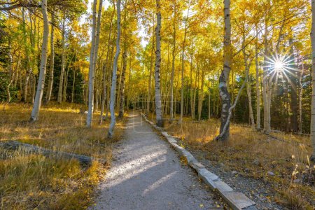 Téléchargez les photos : Enchanteur Forest Drive : Curvy Road au milieu d'arbres imposants, immergé dans une résolution 4K à couper le souffle - en image libre de droit