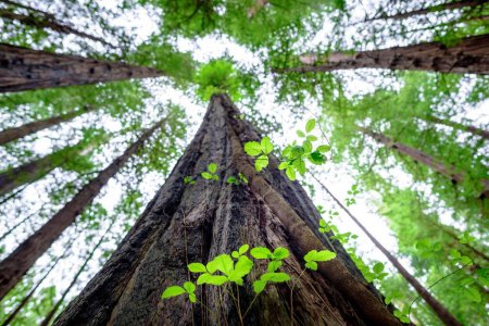 Téléchargez les photos : Tournage printanier enchanteur 4K à faible angle : les séquoias éclairés par le soleil dans leur gloire majestueuse - en image libre de droit