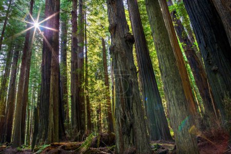 Téléchargez les photos : Tournage printanier enchanteur 4K à faible angle : les séquoias éclairés par le soleil dans leur gloire majestueuse - en image libre de droit