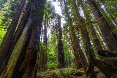 Enchanting 4K Springtime Low Angle Shot: Sunlit Redwood Forest Trees in Their Majestic Glory