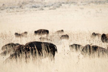 Photo for Untamed Majesty: 4K Image of a Wild Buffalo Herd Roaming Free in Their Natural Habitat - Royalty Free Image