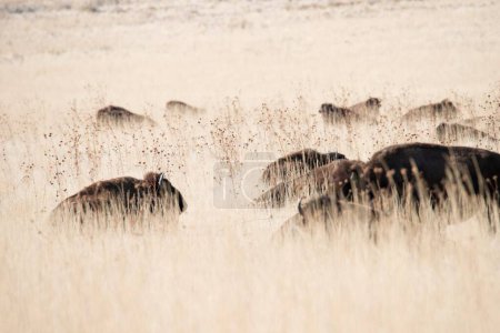 Téléchargez les photos : Majesté sauvage : Image 4K d'un troupeau de buffles sauvages errant librement dans leur habitat naturel - en image libre de droit